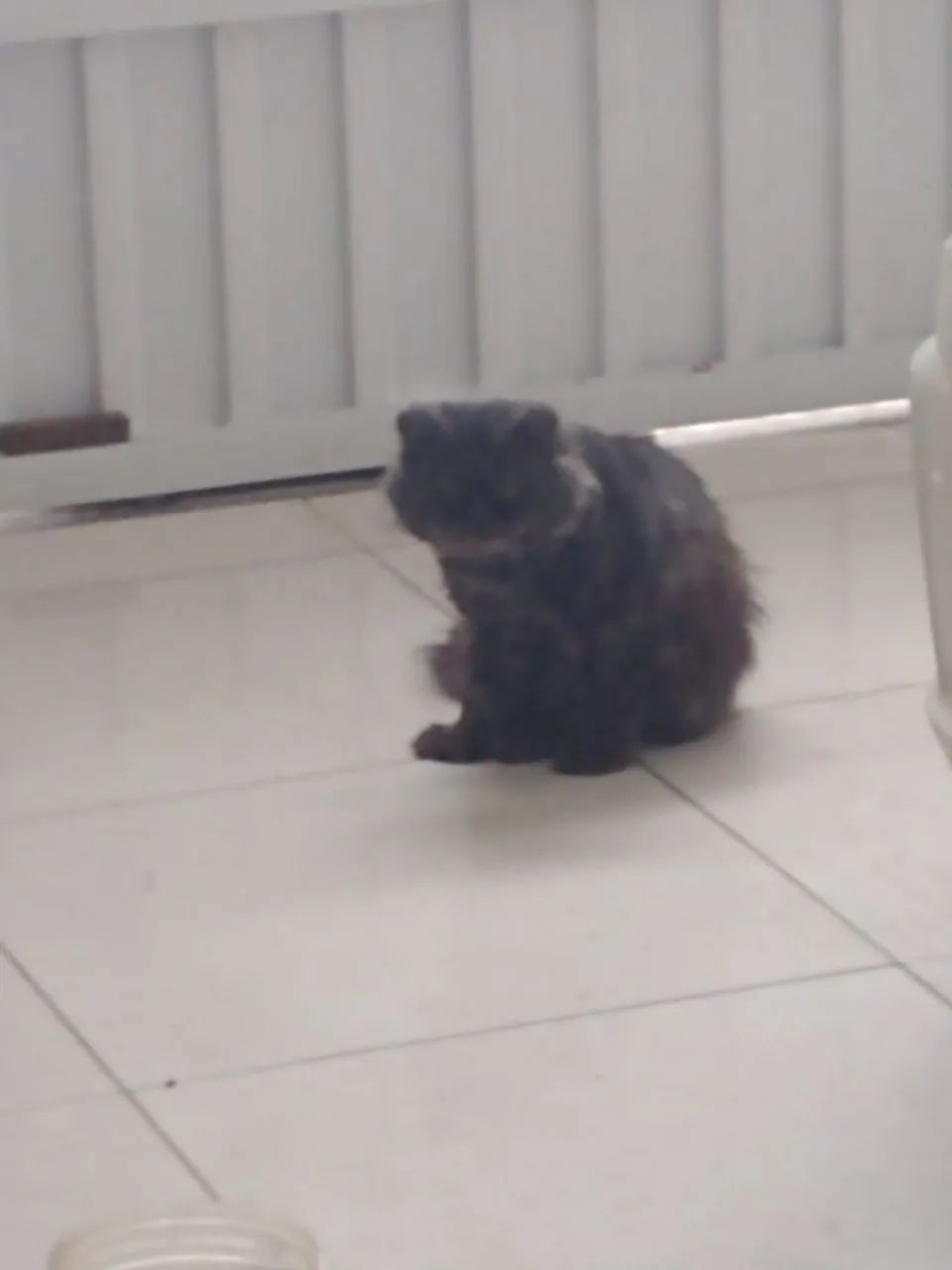 Vende se gato persa show 