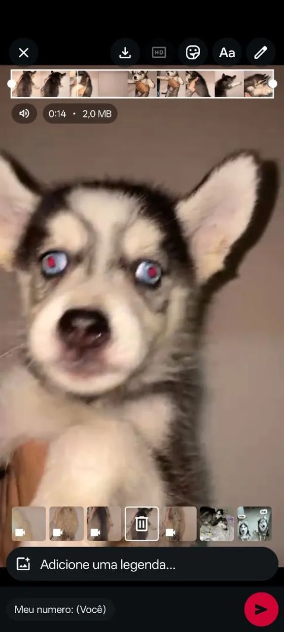 Husky Siberiano - Foto 3