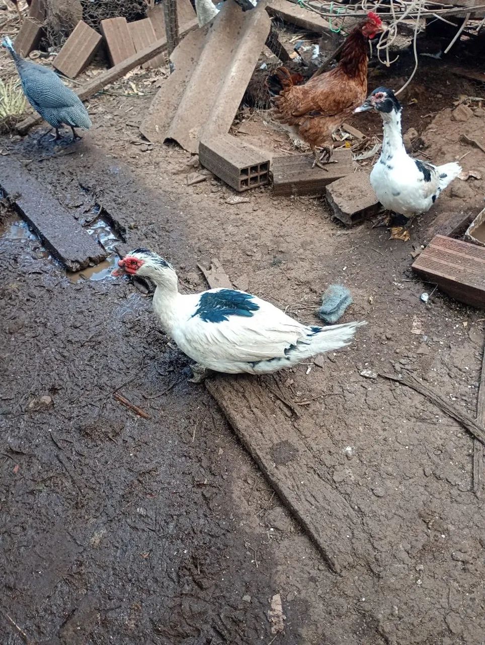 Pato macho