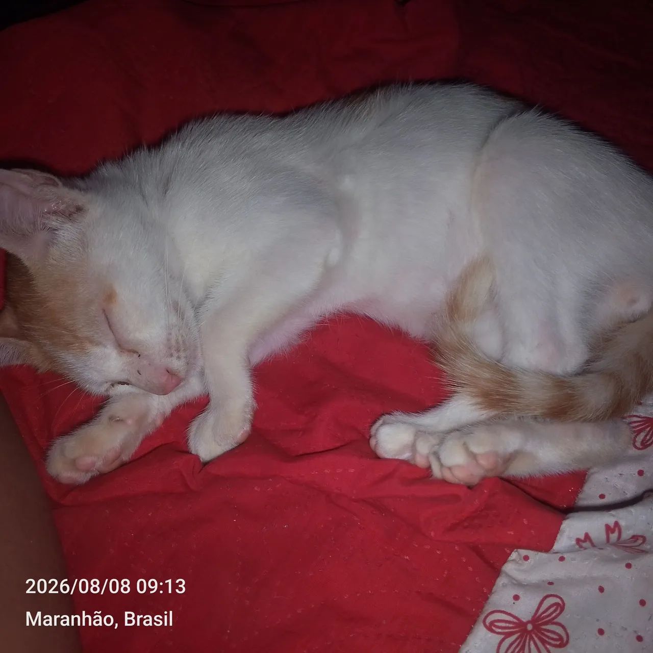Gato