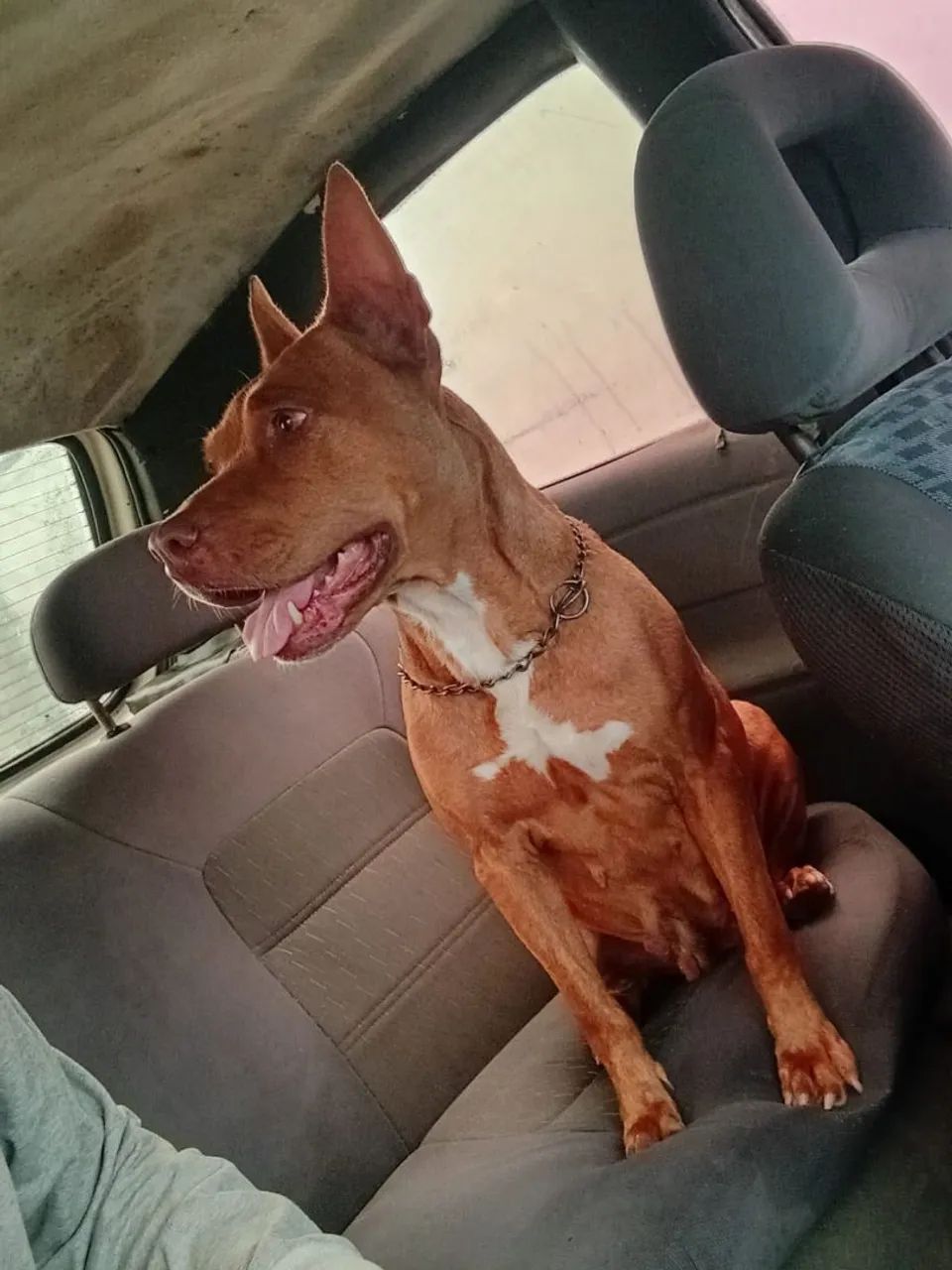 Cachorra  - Foto 3