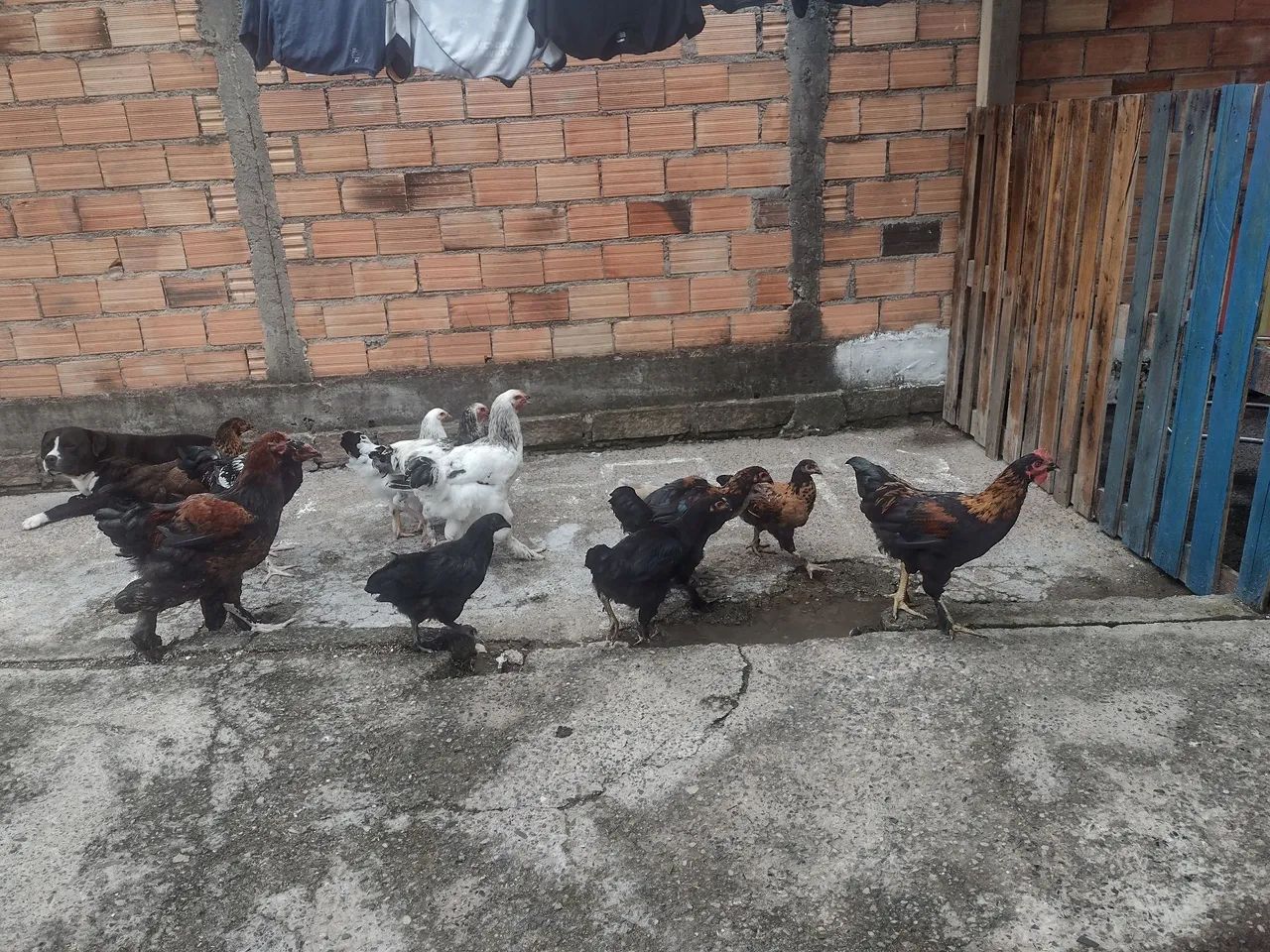 vendo frangos e franga Brama e caipira todos por 800,00 reais - Foto 2