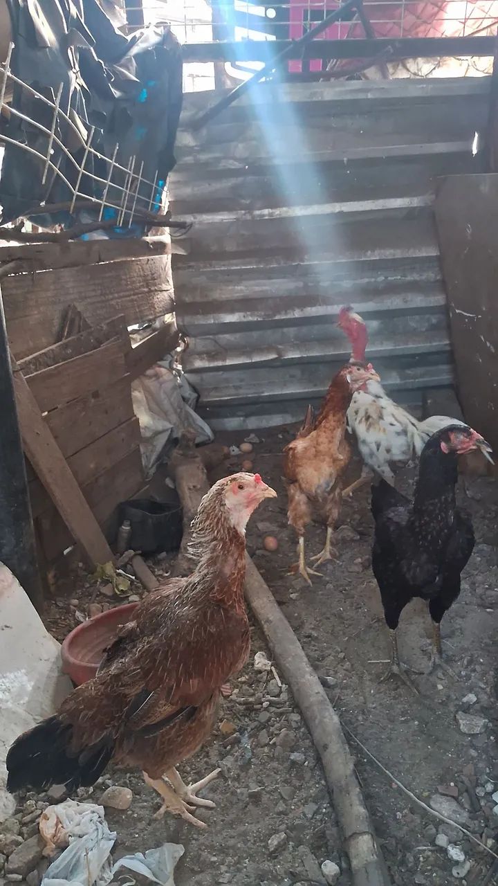 VENDO GALINHAS E PATOS  - Foto 2
