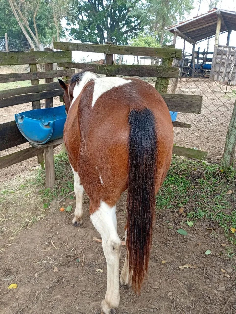 Cavalo quarto de milha Bulldog pampa - Foto 6