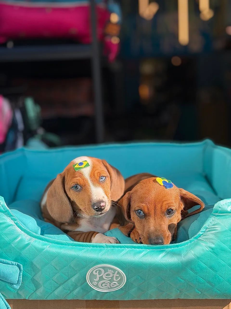 Dachshund / salsicha  - Foto 3