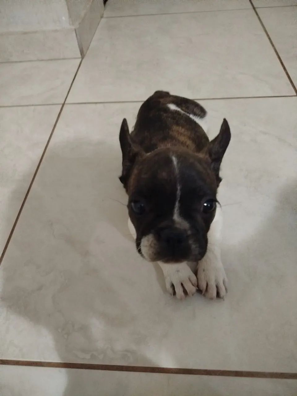 Bulldog francês Macho - Foto 5
