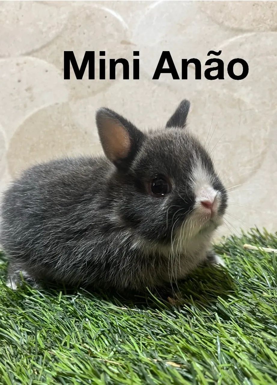 Mini coelhos  - Foto 3