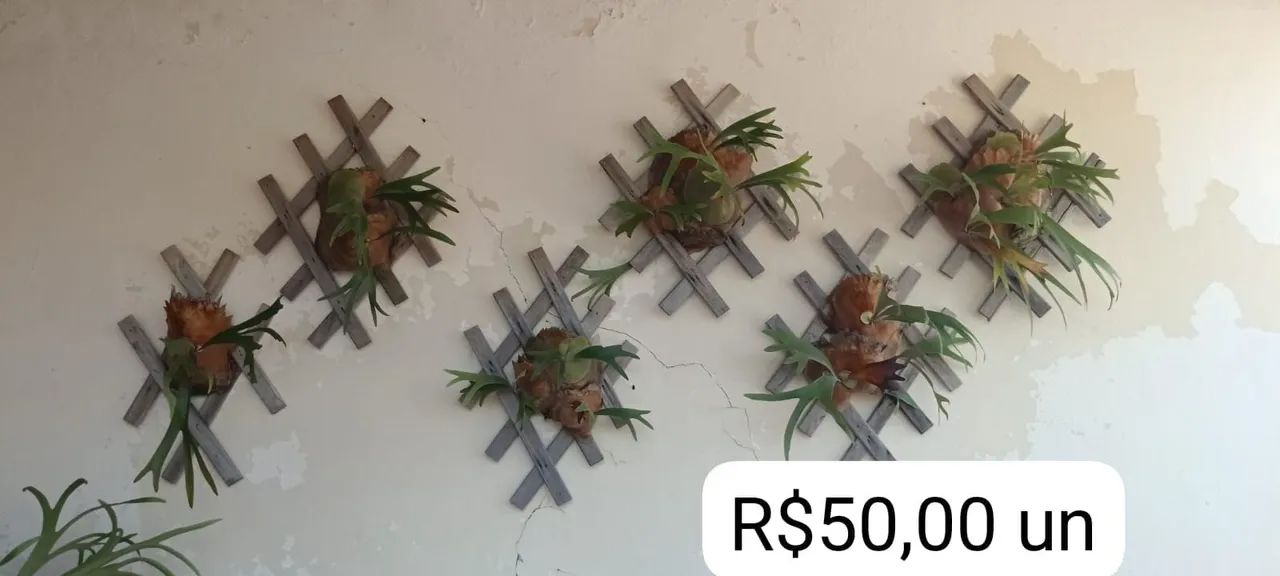 Plantas 