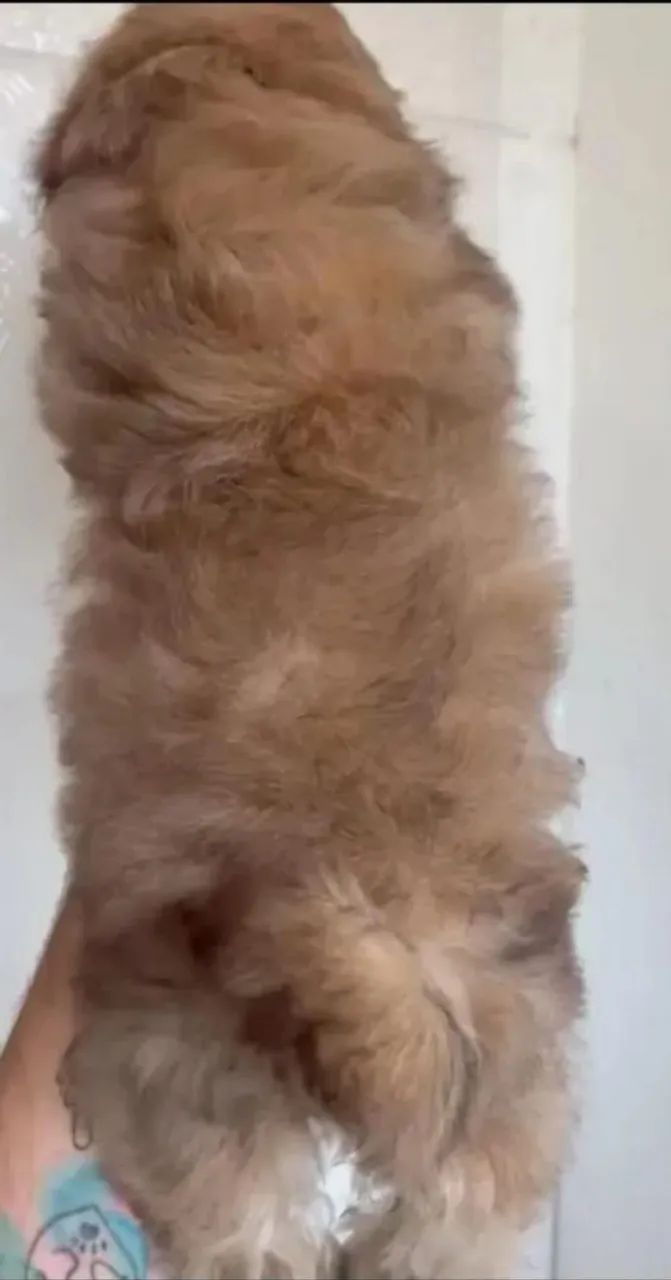 Shih-tzu  - Foto 3