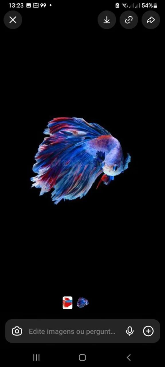 Betta - Foto 3