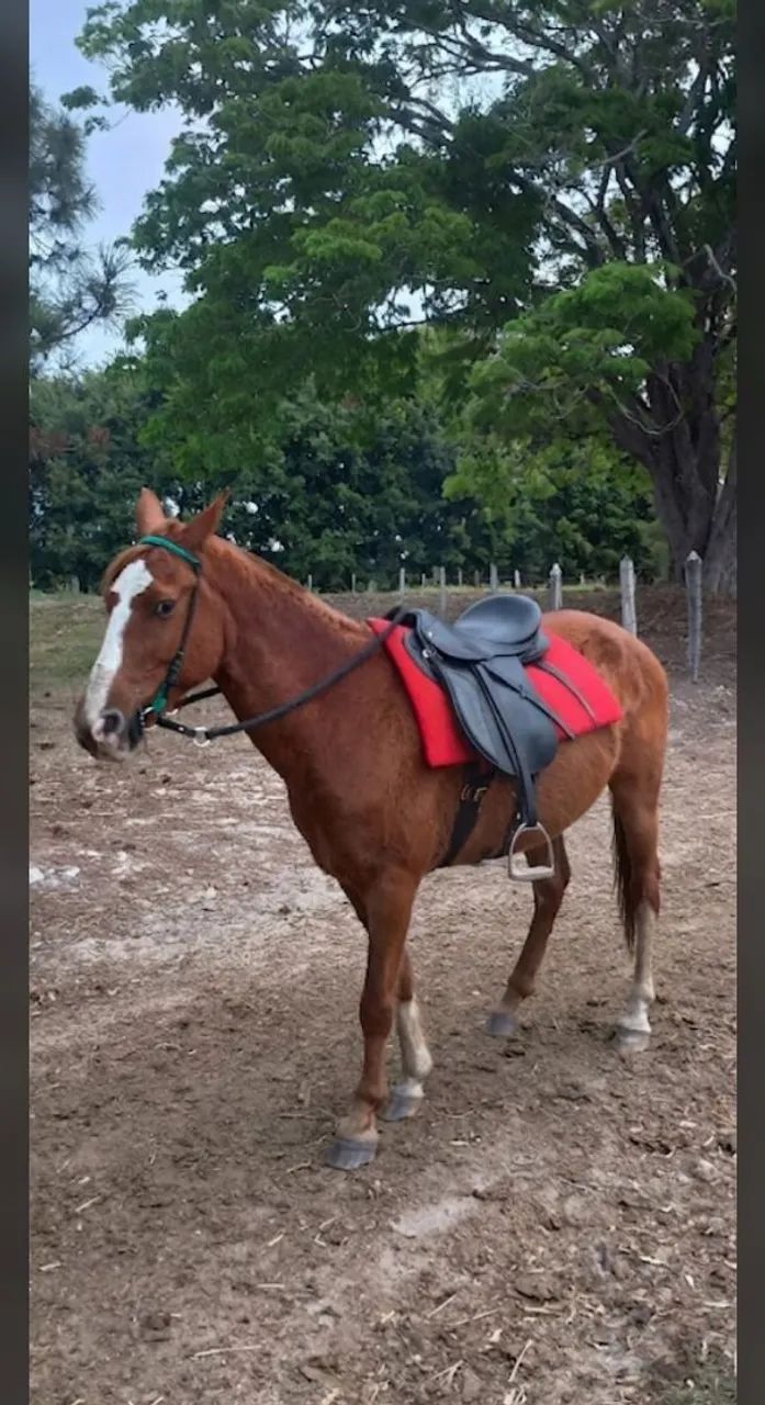 Vendo cavalo marcha picada 