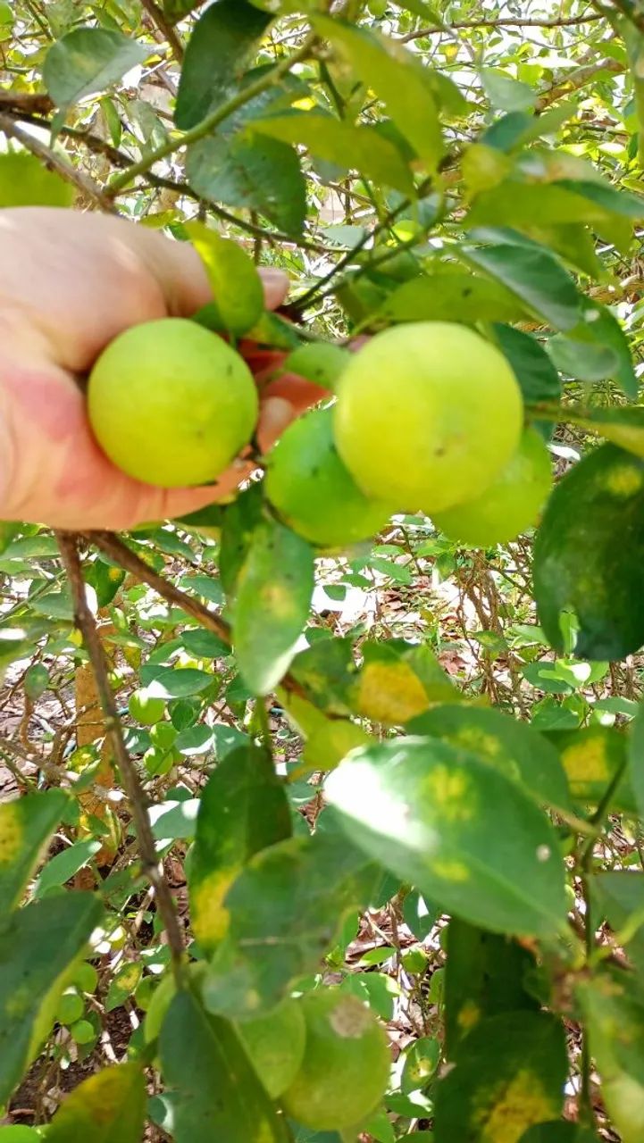 Vendo chácara próximo ao Bio Parque  - Foto 4