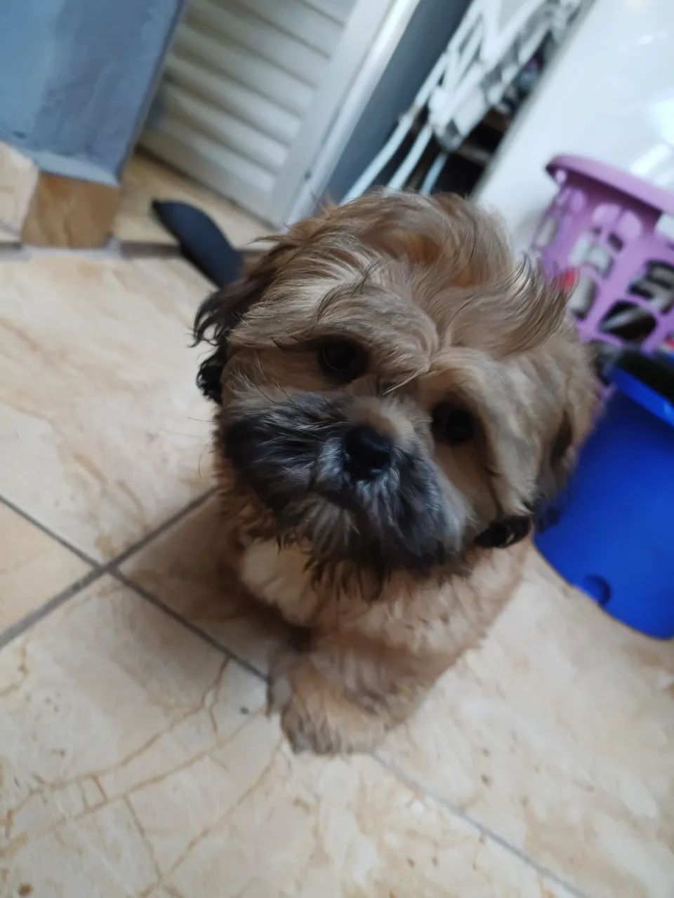 Shitshu 