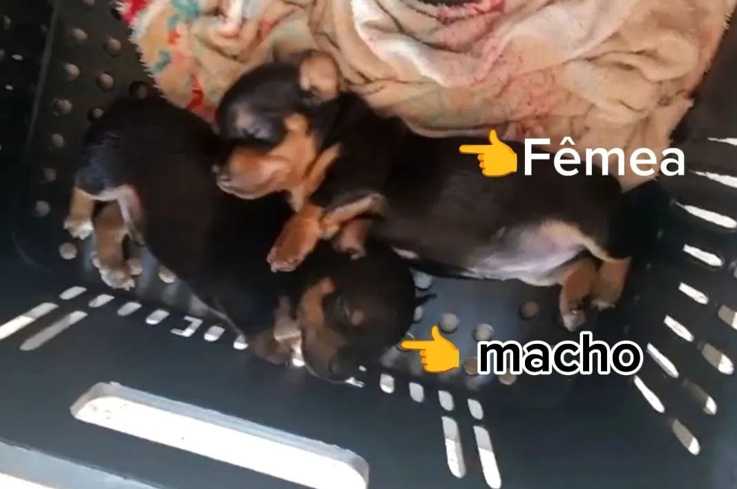 Pinscher miniatura - Foto 2