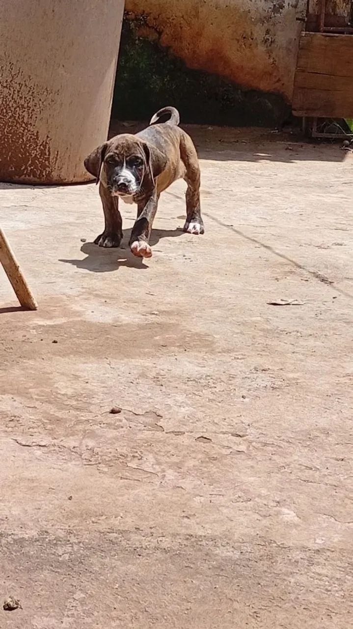 Fila Brasileiro 