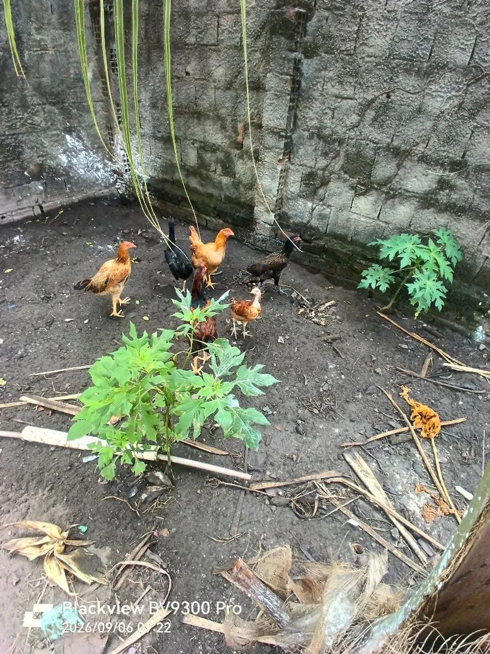 Vendo 6 frangas e um frango. - Foto 2