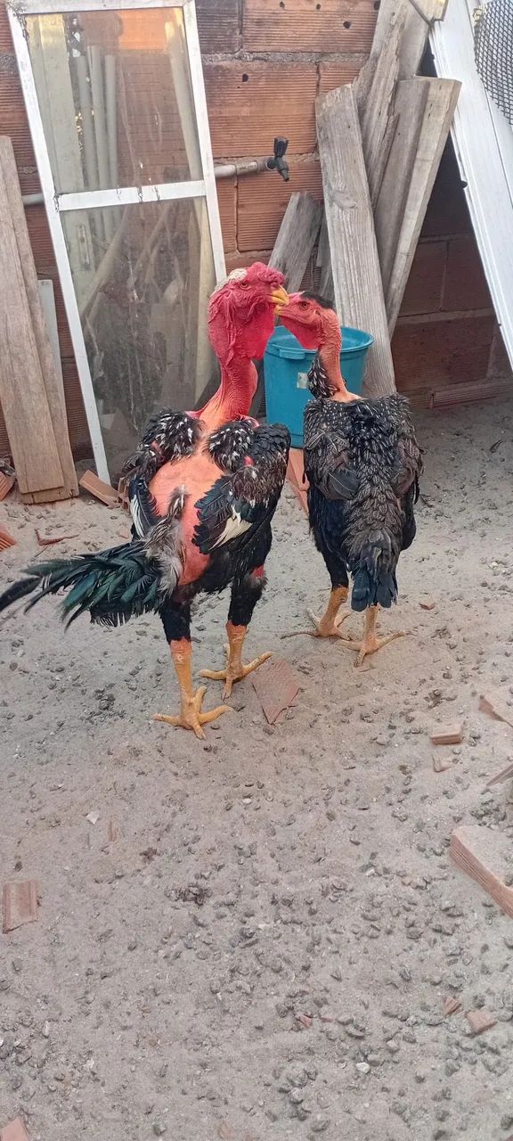 Galo - Foto 4