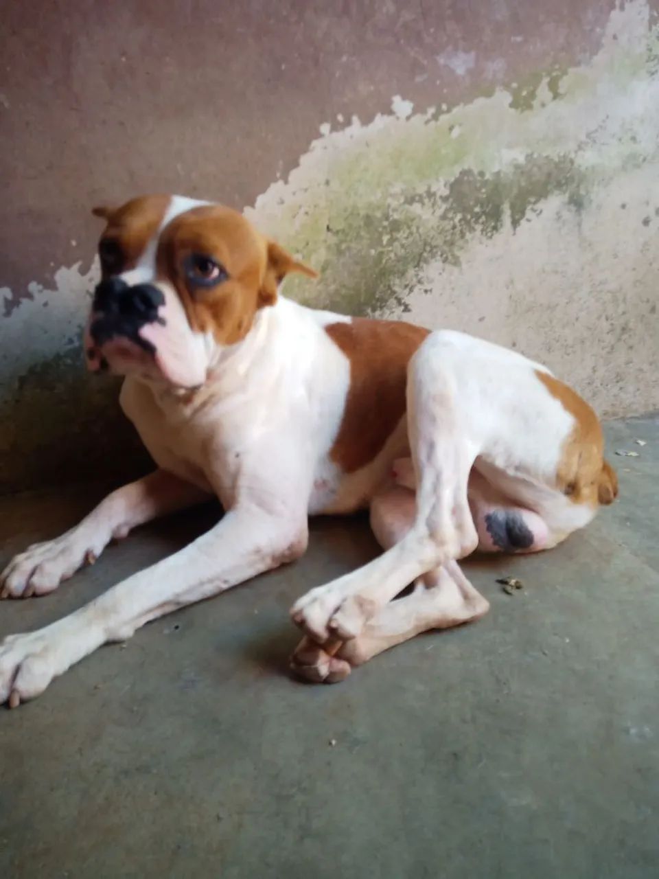 Casal do Bulldog  - Foto 2