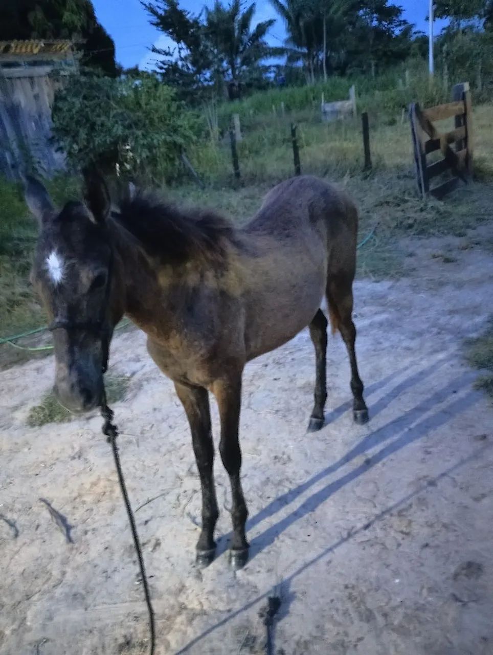 Linda potra mestiça e sua mãe já prenha