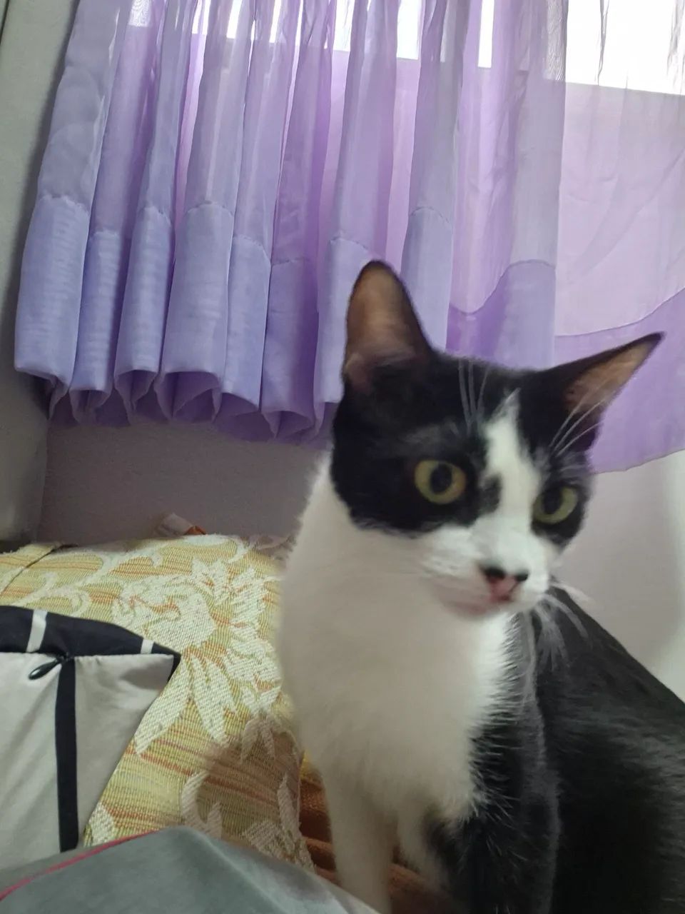 Doa-se casal de gatos! - Foto 4