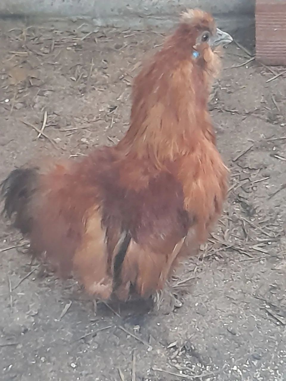 galinha - Foto 2