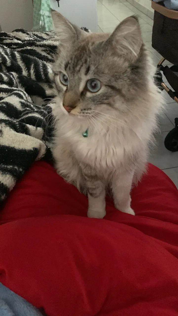 Doa se gato macho branco - Foto 4