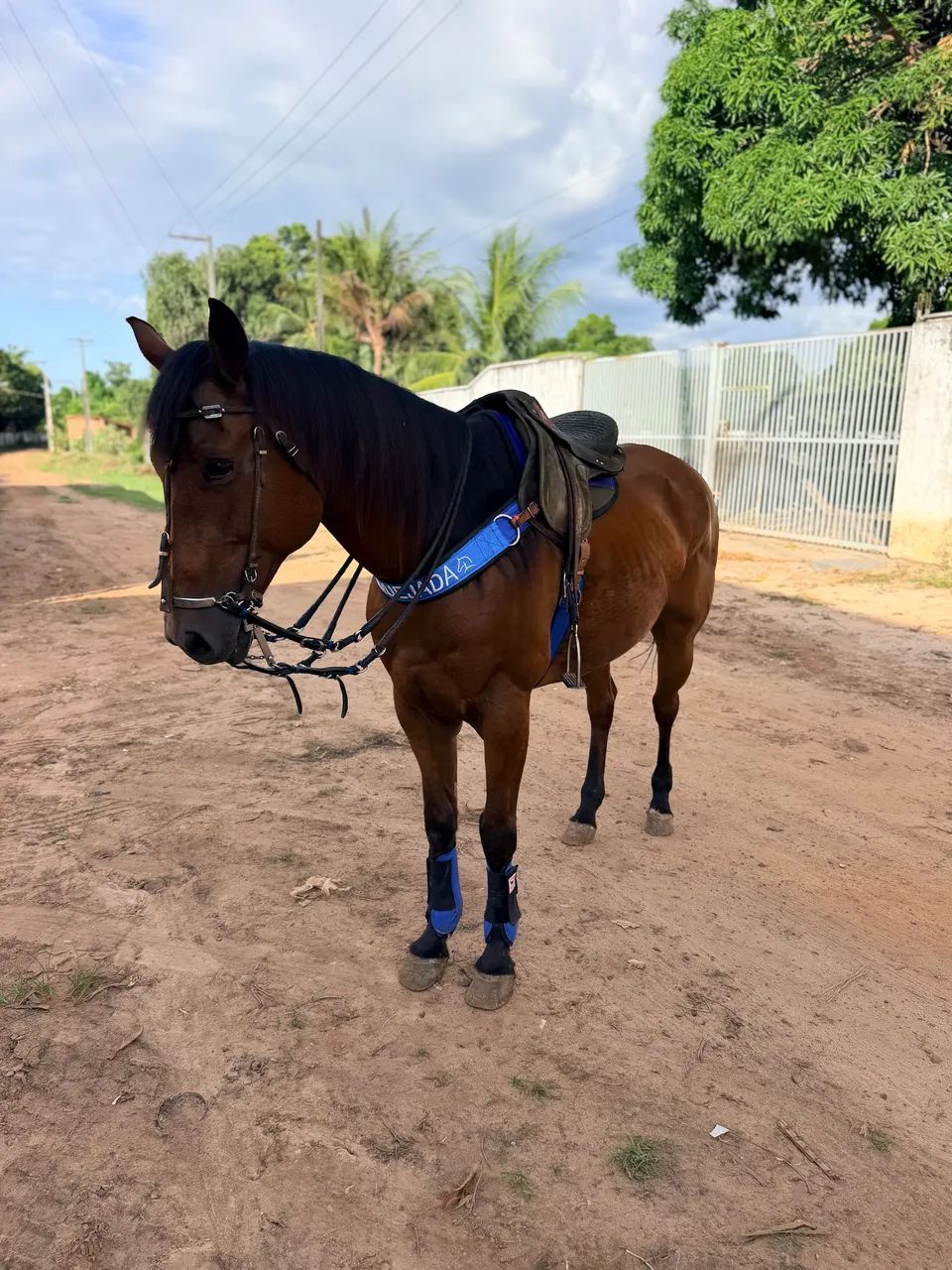 Cavalo vaquejada - Foto 3
