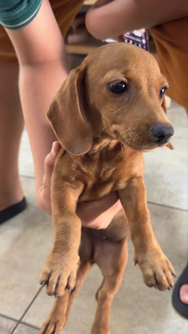 Vende-se cachorrinho Base ( Cofap) - Foto 3