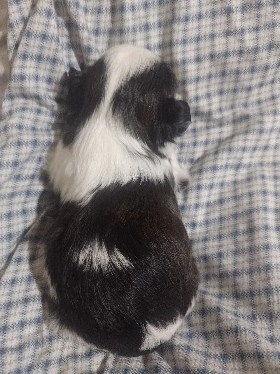 Cachorro - Foto 4