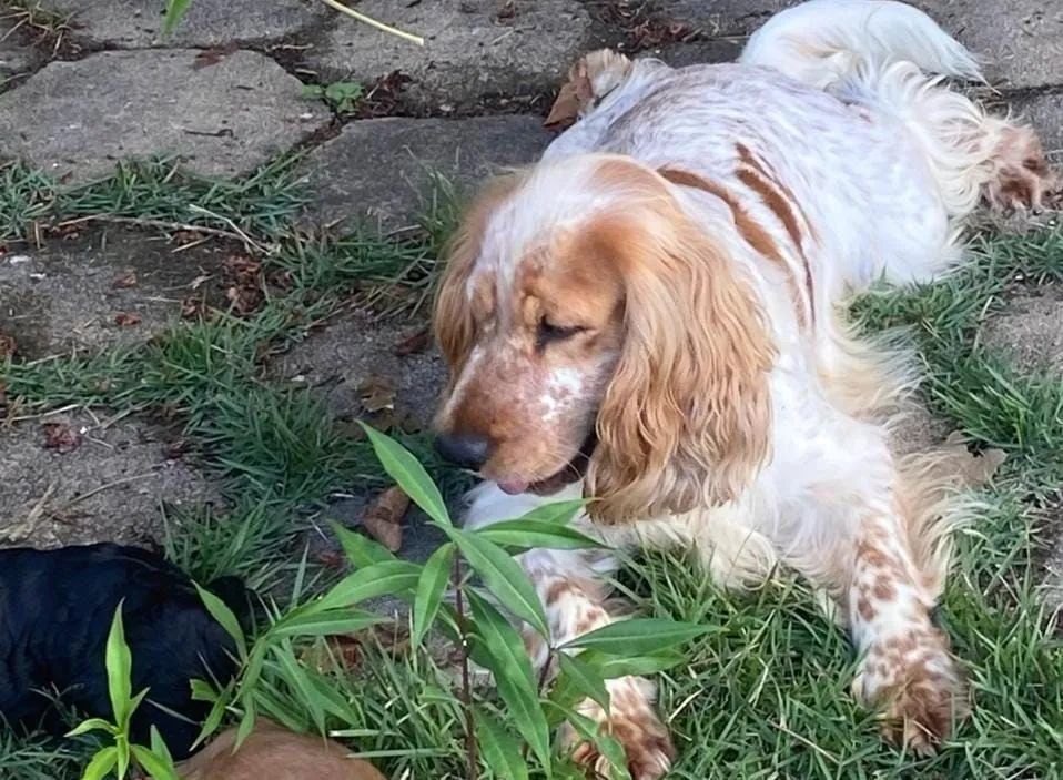 Filhotes de Cocker Spaniel Inglês à venda - Foto 5
