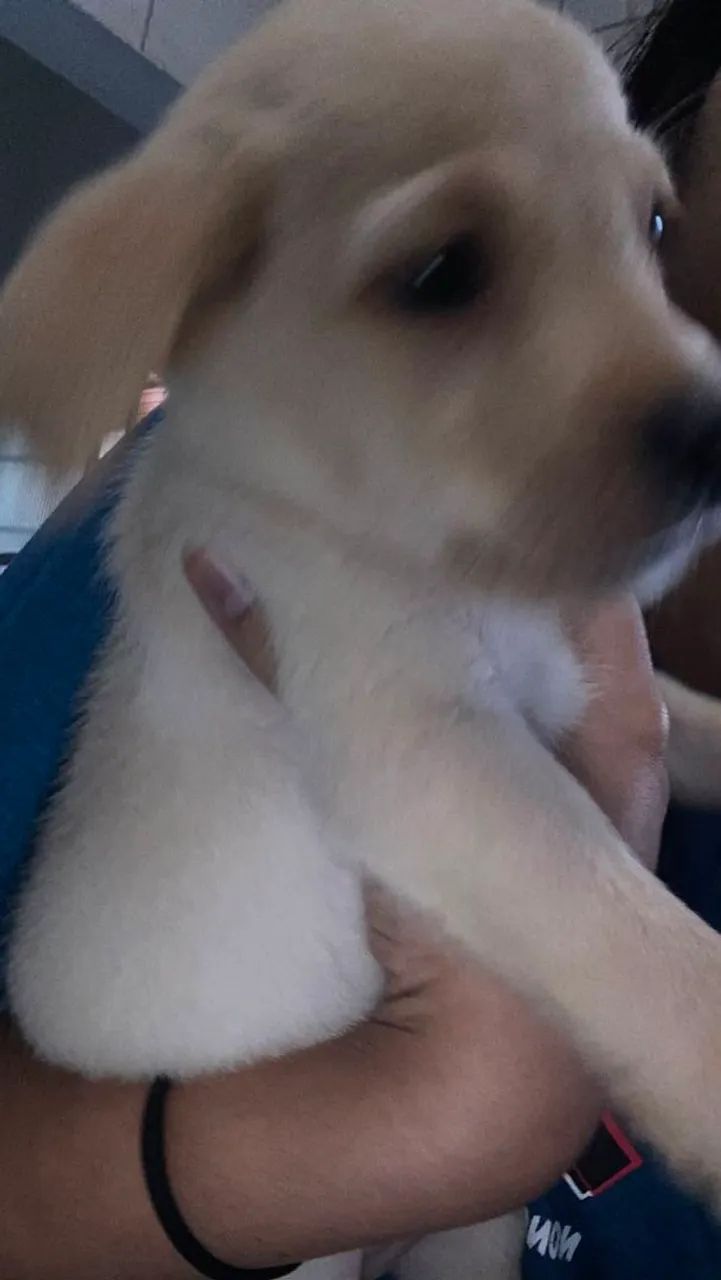 Labrador  - Foto 4