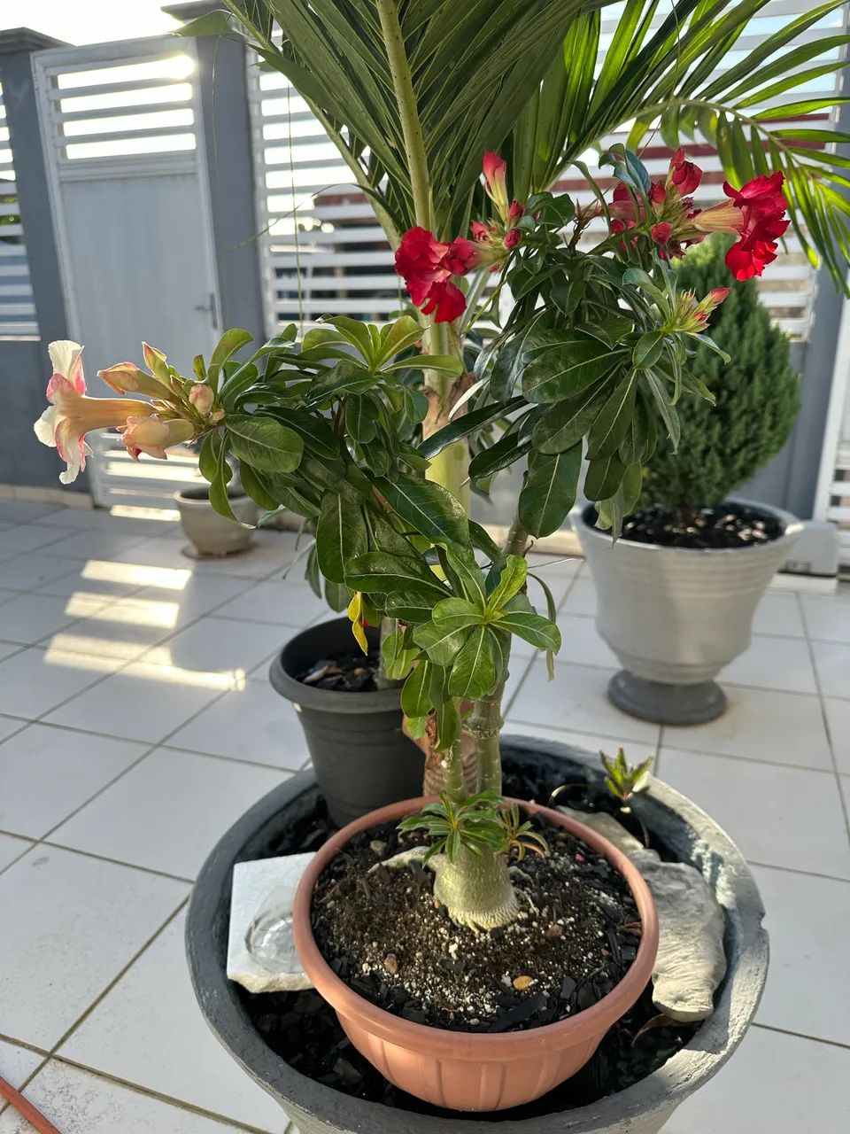 Venda Rosa do Deserto   - Foto 3