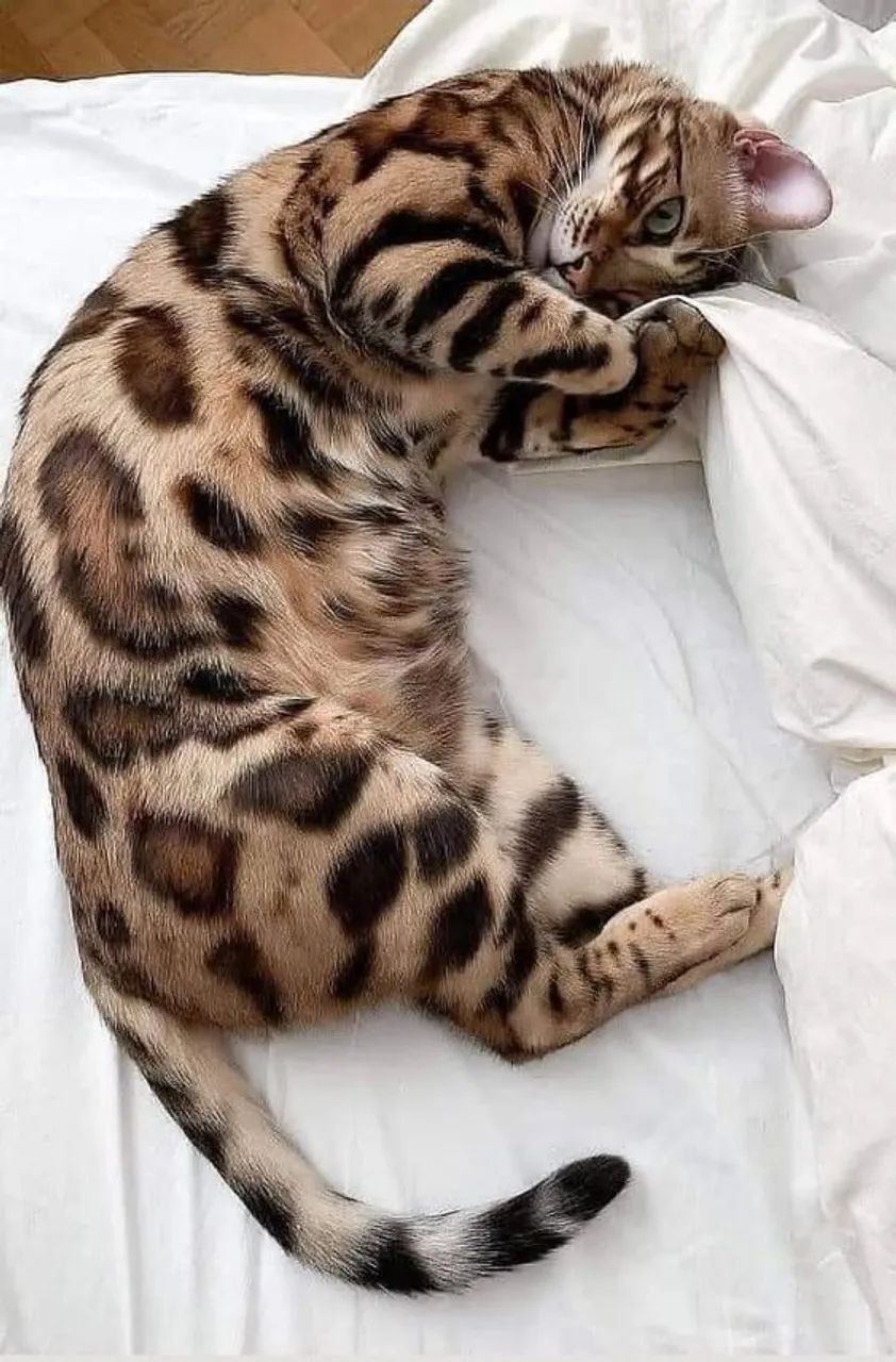 Bengal Filhotes  - Foto 3