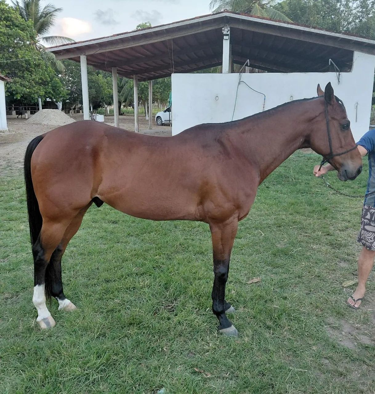 Cavalo de Esteira