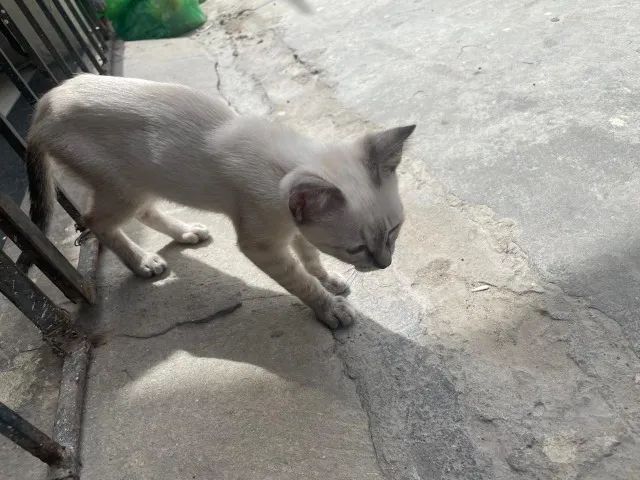 Gatinha bebê para adoção - Foto 3