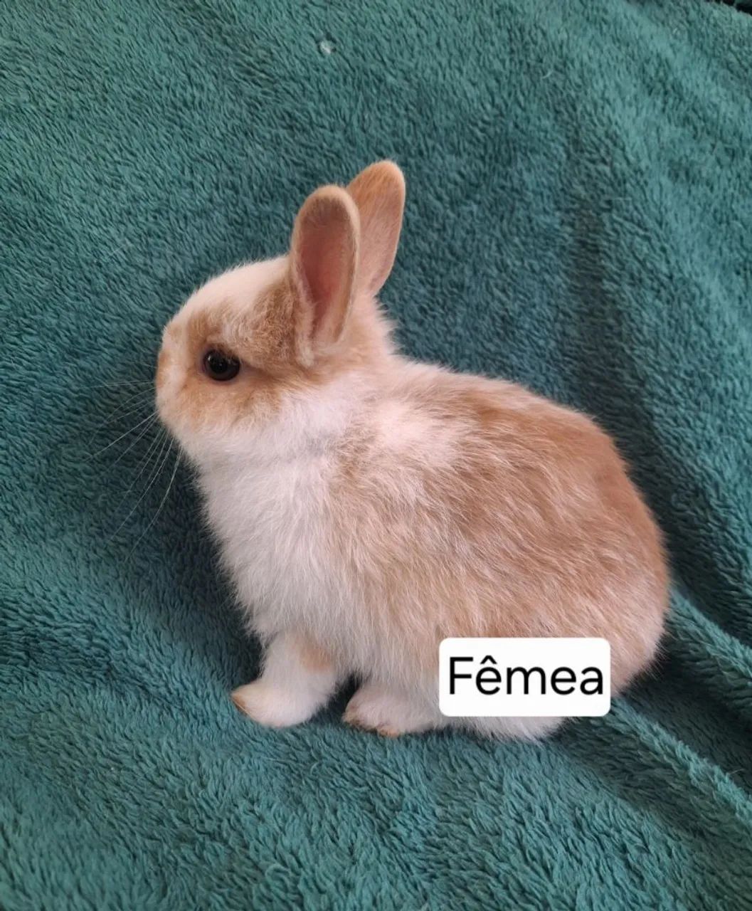 Mini coelho  - Foto 2