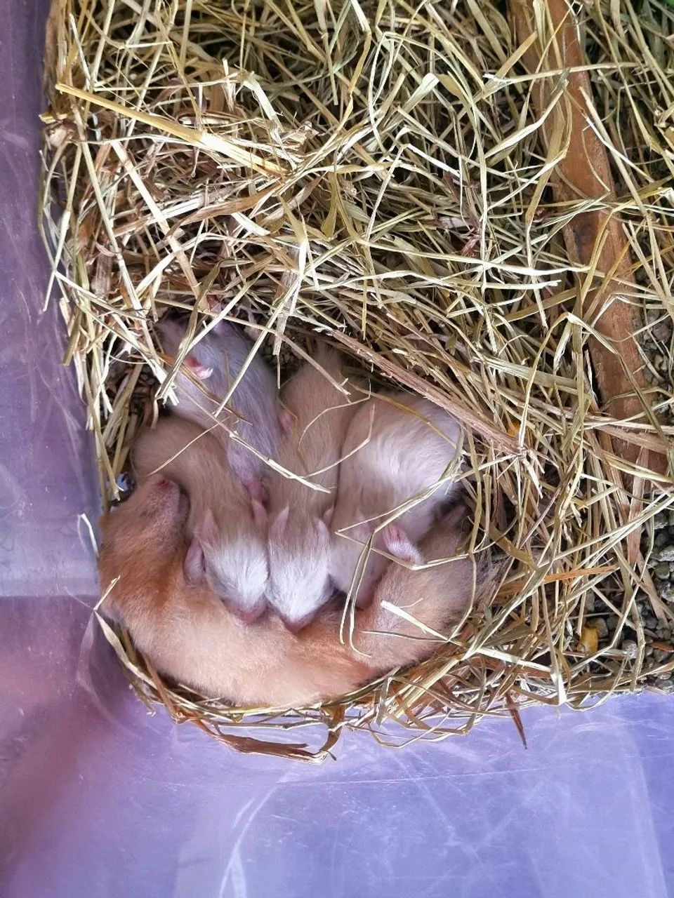 Hamster sírio  - Foto 2