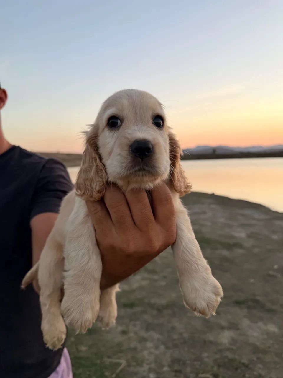 Cocker Spaniel inglês  - Foto 3
