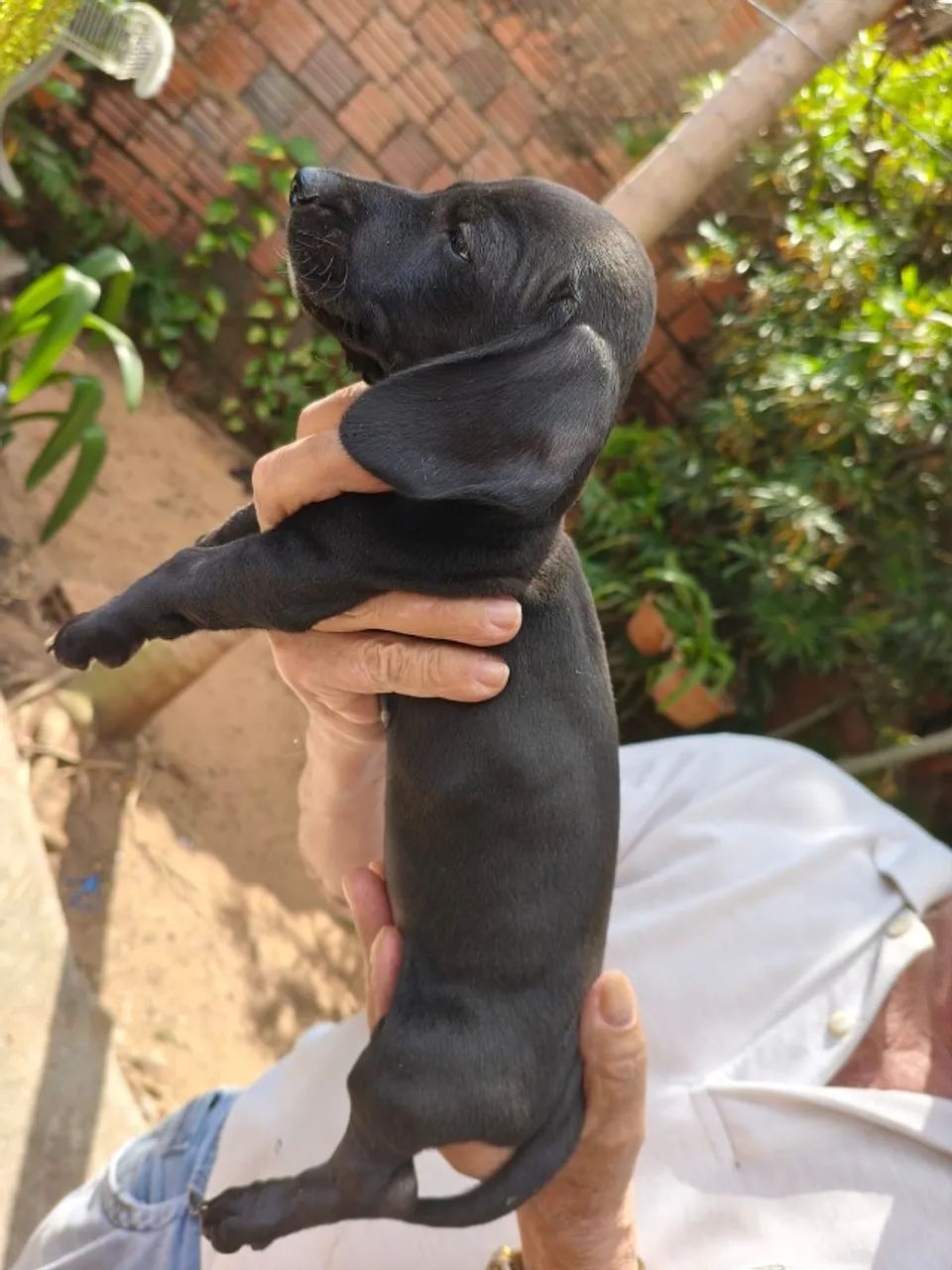  Dachshund  - Foto 2