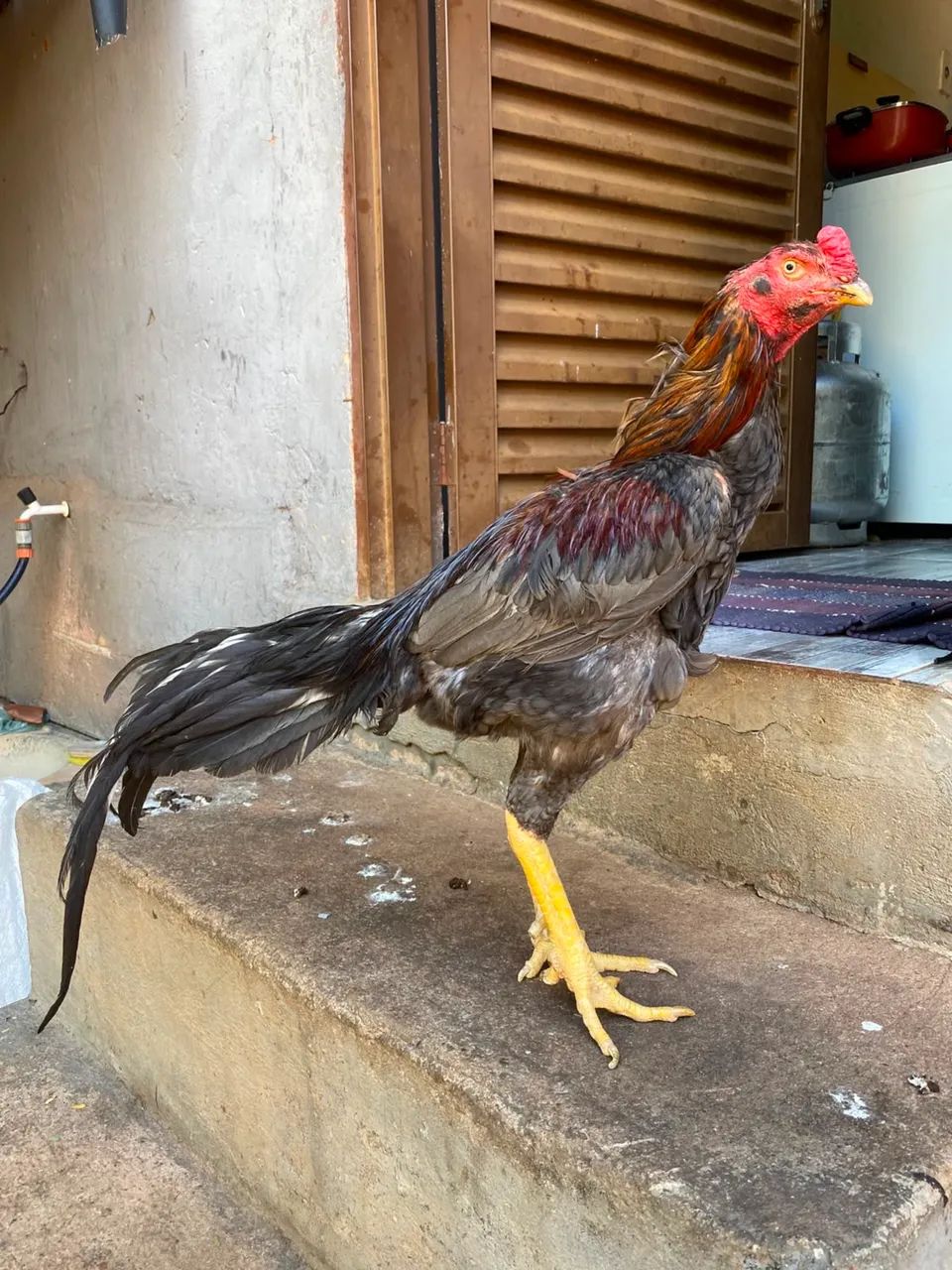 Vendo esses galos, os galos bons boa raça  - Foto 3