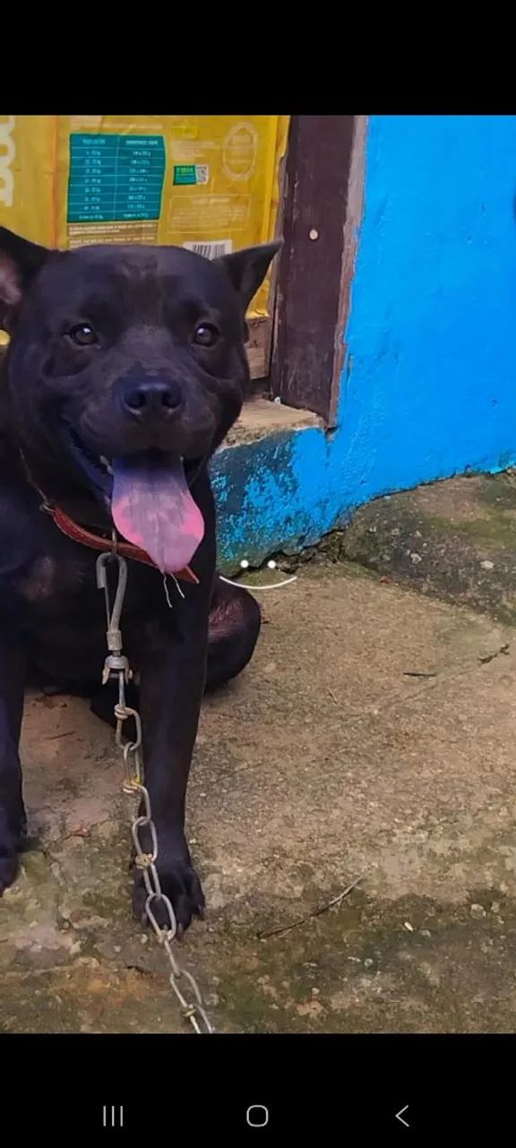 Doação de pitbull com chow chow  - Foto 2