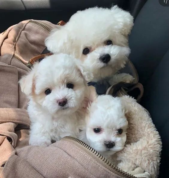 Poodle Filhotes