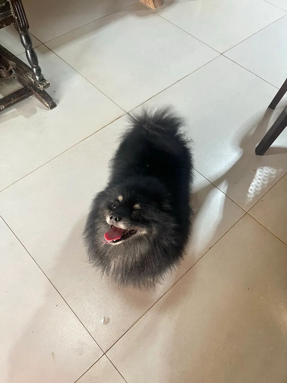 Spitz alemão macho - Foto 4