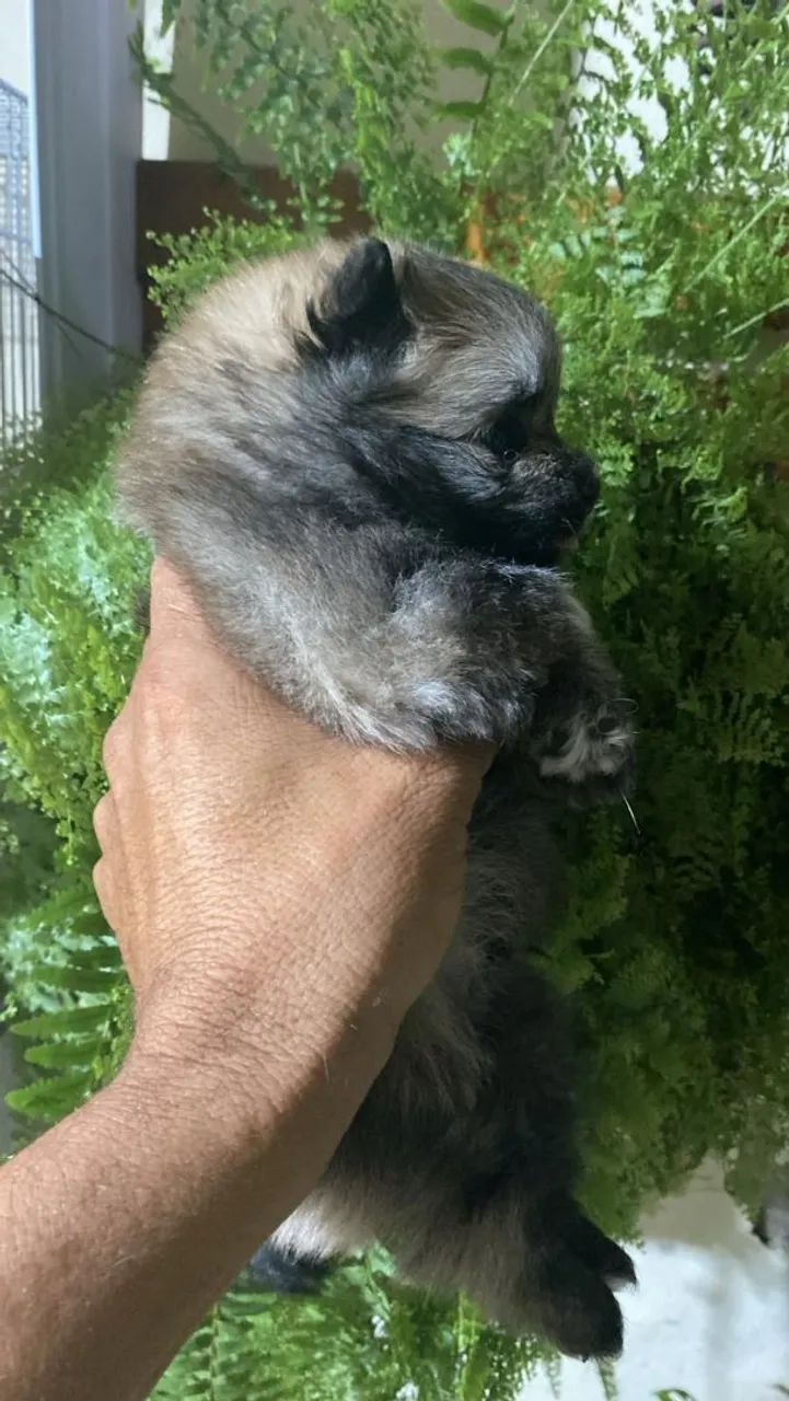 Spitz alemão macho - Foto 3