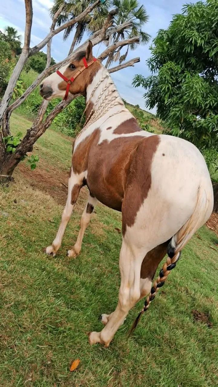 Cavalo  - Foto 5
