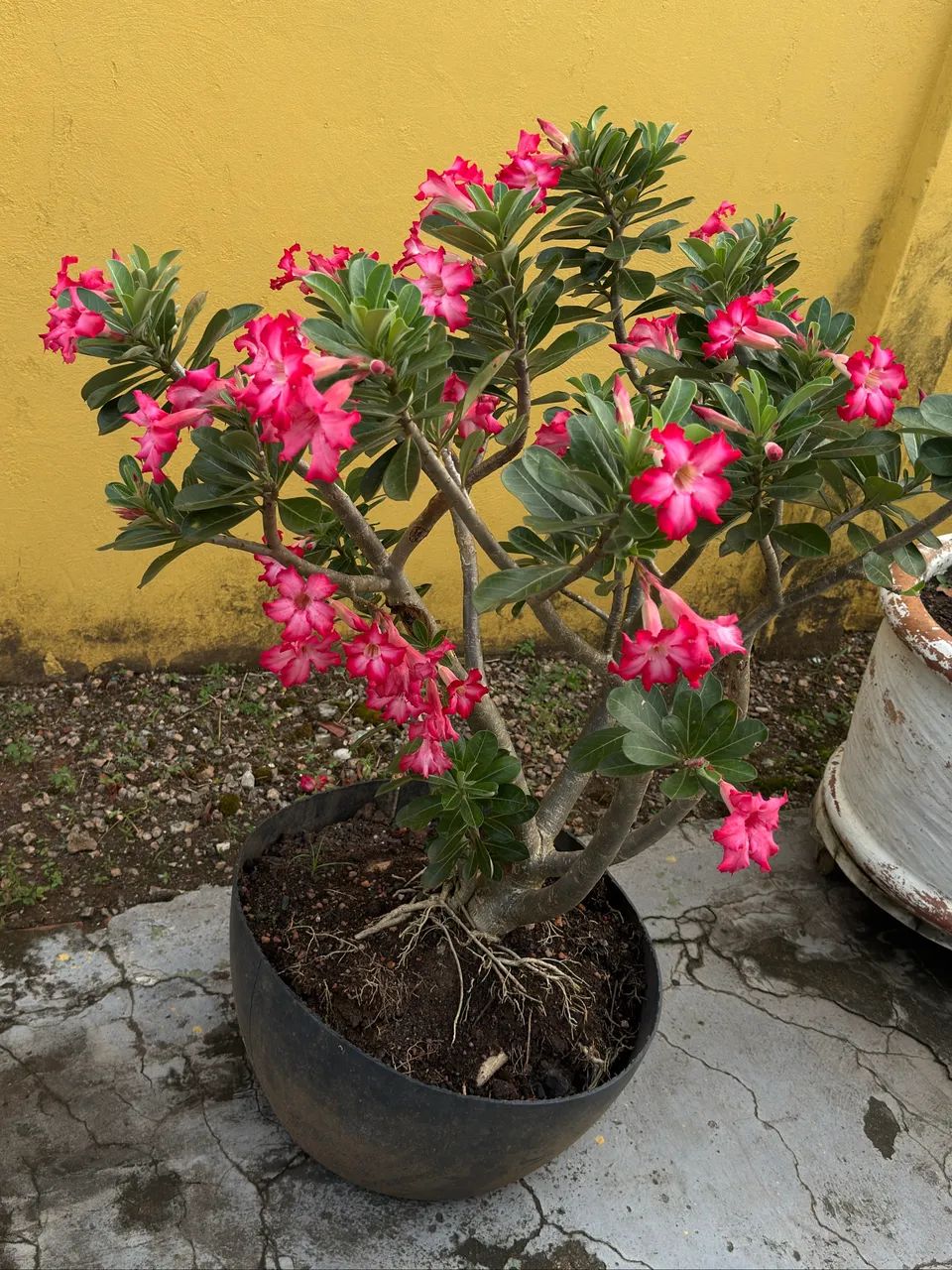 Rosa do deserto - Foto 3