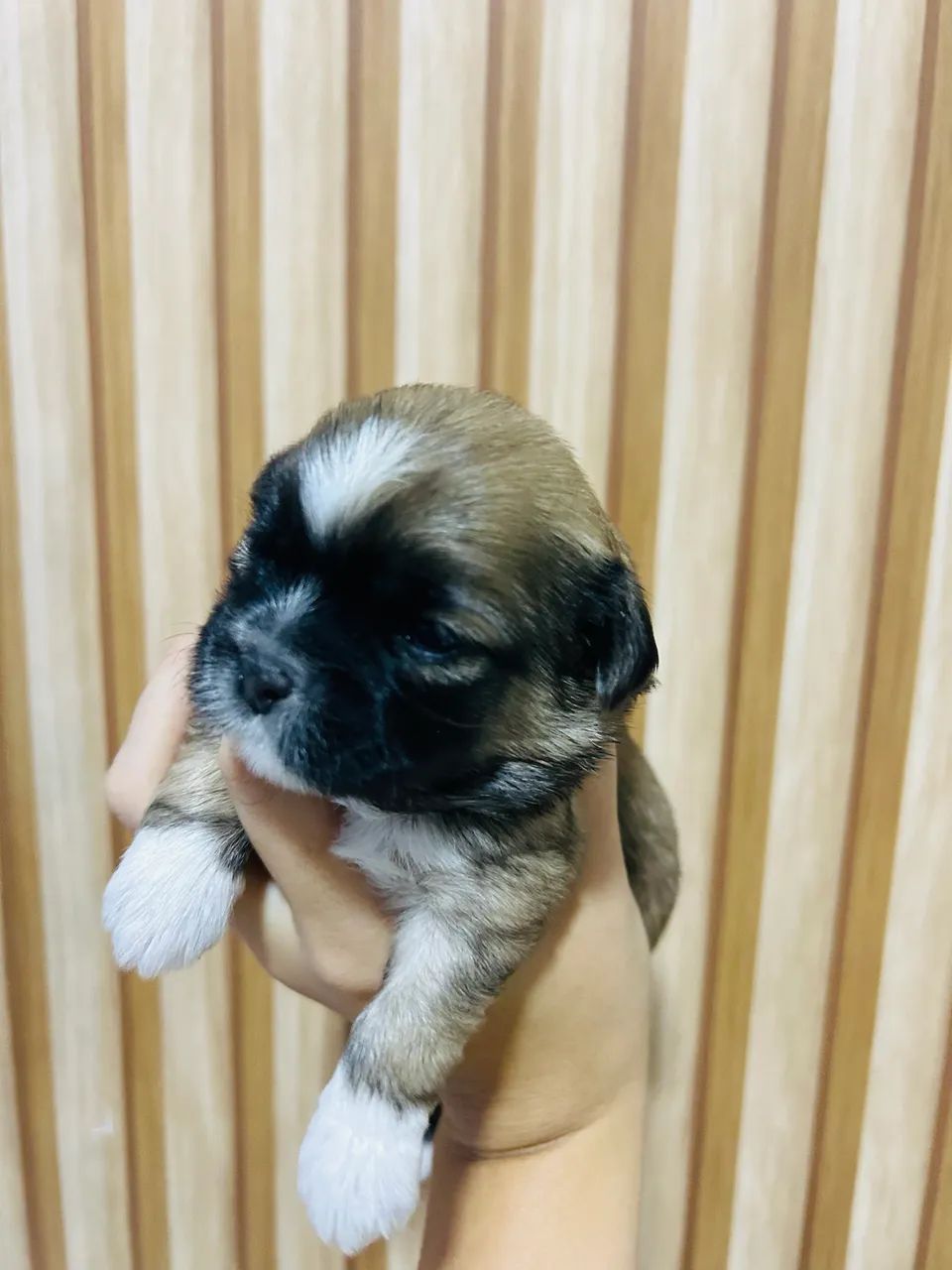 Shih Tzu - Foto 3