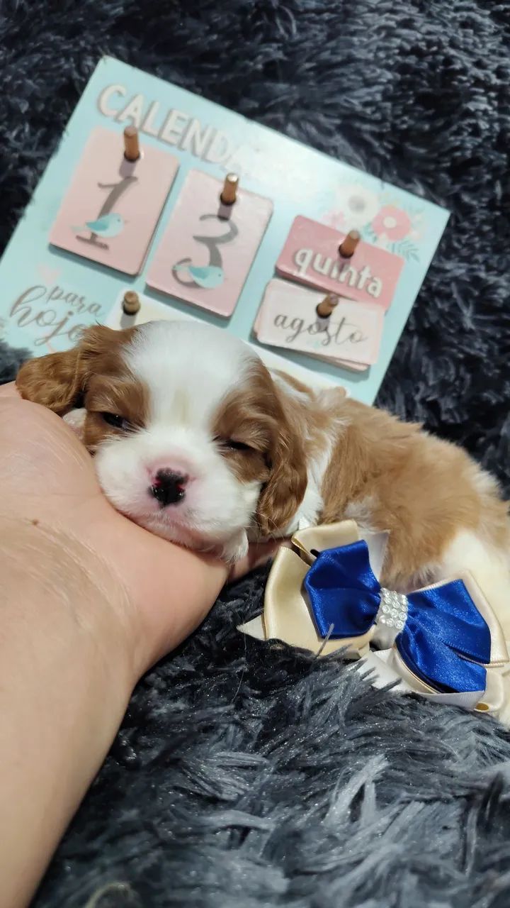 Amáveis doceis KING CHARLES 
