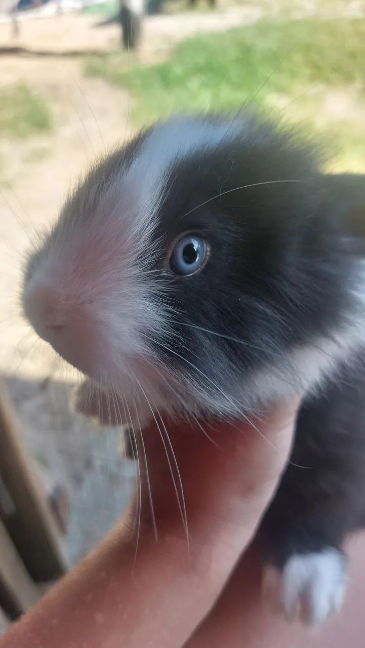 Coelha Mini Lion Head Preta com olhos Azuis Sensacional super peluda disponível  - Foto 4