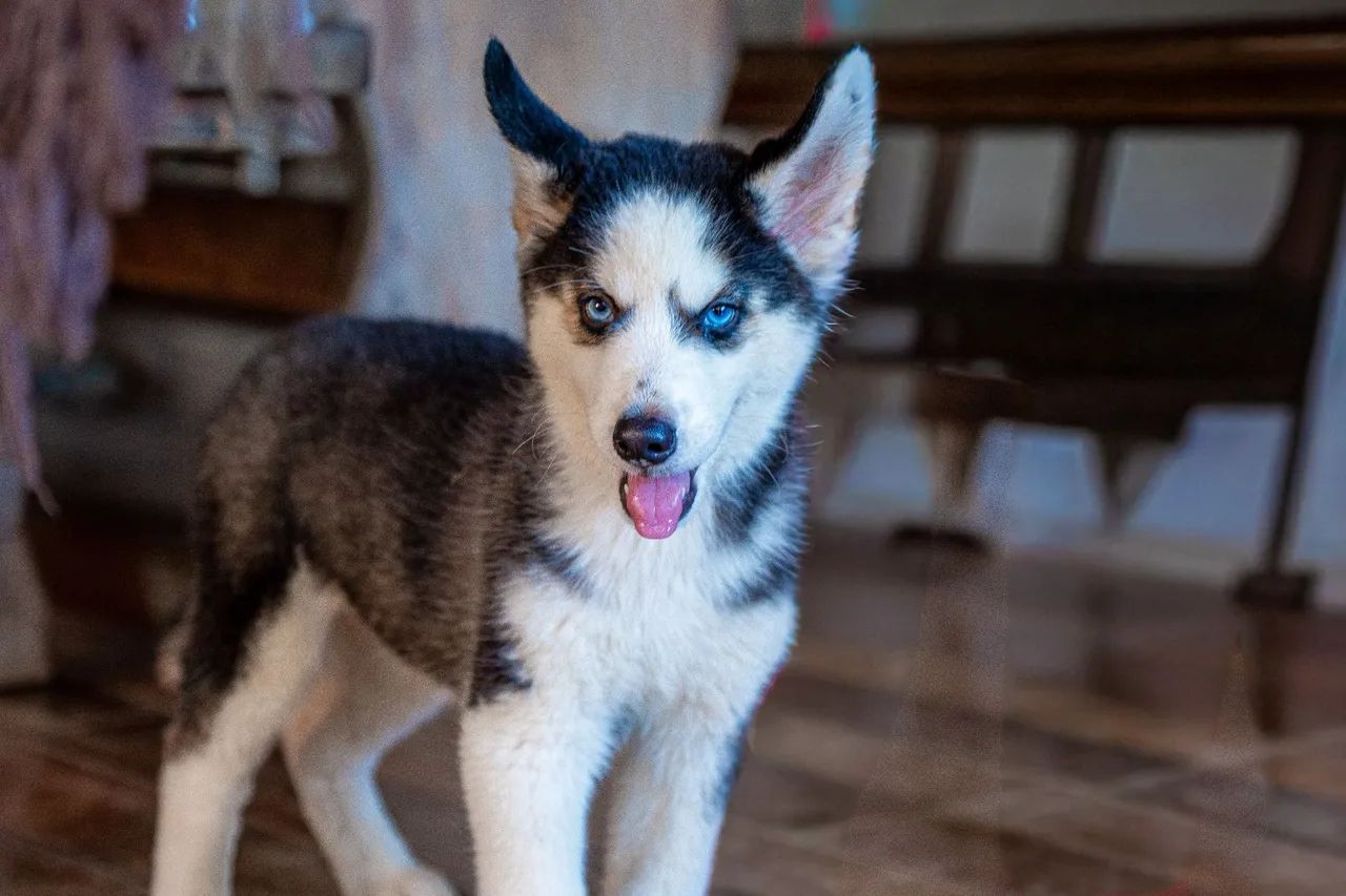 Vendo filhotes de Husky Siberiano  - Foto 2